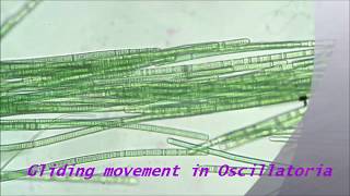 Gliding movement in Oscillatoria [upl. by Leziar366]