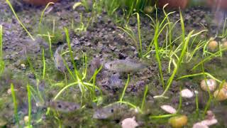 American Flagfish fry with one pale color morph [upl. by Enitsuj958]