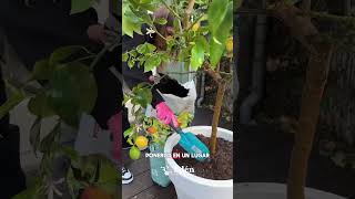 🍋 Cómo tener un ÁRBOL DE LIMÓN en casa fácil y rápido 🌱 plantas [upl. by Olivero]