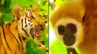 Ozzy Man Reviews Gibbon vs Tigers [upl. by Anton153]