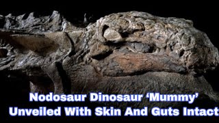 Nodosaur Dinosaur ‘Mummy’ Unveiled With Skin And Guts Intact [upl. by Nam940]