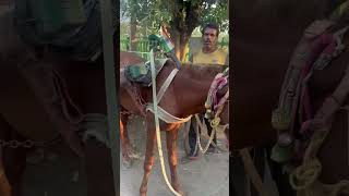 helping animals sufiarora rescue horses [upl. by Nwahsyar]