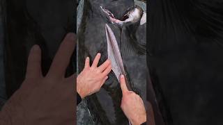 How to fillet a GIANT HALIBUT spearfishing halibut [upl. by Brice]