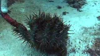 CrownofThorns Starfish [upl. by Anawaj]