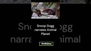 Snoop Dogg narrates Animal Planet Mongoose v Alligator frontlinefunny [upl. by Eidolem]