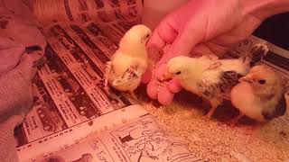 Friendly serama chicks Miniature Chicken Breeds [upl. by Stockton]