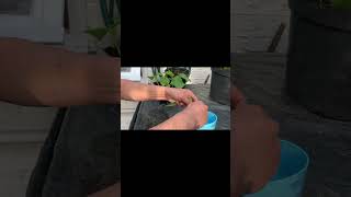 how to grow geraniums from cuttings [upl. by Annoyed]