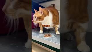 Fat cat weight loss story animals cat [upl. by Lewse289]