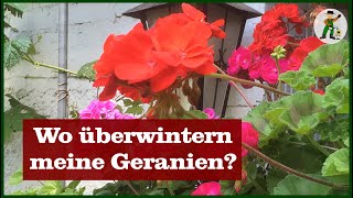 Wo Geranien überwintern [upl. by Erastus]