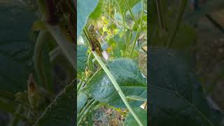 GullahGeechee heritage cowpea I was wrong gardening resilience seedsaving [upl. by Alphonsine]