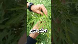 Parthenium plant  parthenium hysterophorus scientific name hindi  gajar ghass  shorts farming [upl. by Eldoria]