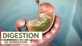 How the Digestive System Works  3D Animation [upl. by Atinev274]