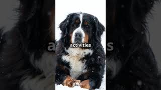 The Gentle Bernese Mountain Dog pets pawsandwhiskers dog [upl. by Gunn]