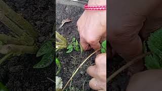 best method to grow strawberries 🍓at home strawberry gardening terracegardening minivlog [upl. by Notnarb]