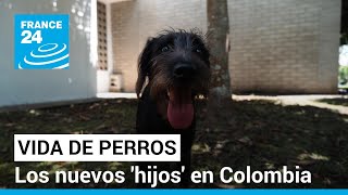 El exótico privilegio de ser perro en Colombia • FRANCE 24 Español [upl. by Yemiaj]