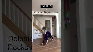 Forearm stand DRILLS yoga fitness [upl. by Hallerson812]