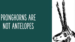 PRONGHORNS ARE NOT ANTELOPES [upl. by Hestia157]