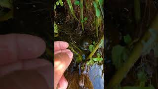 Beautiful of Natural Snail Living Place Catch Snail By hand in the Freshwater snail nature 4k [upl. by Avril]