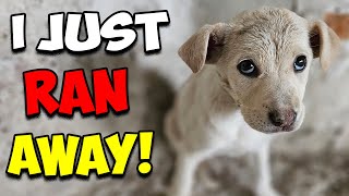 Stray Puppy Ran Away To Save Her Life [upl. by Eniaral]