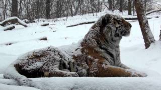 Siberian Tiger  Portrait In Falling Snow at the Bronx Zoo [upl. by Arvid]