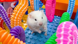 Hamster Escape Monster Maze  Cute Hamster pets Maze hamsterescape mazediytraps mrhammer 6 [upl. by Mojgan]