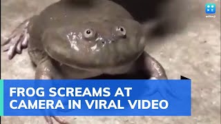 Frog screams at camera video goes viral See what expert said [upl. by Adnwahsat]