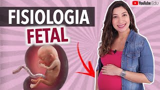 Fisiologia fetal Desenvolvimento dos órgãos e sistemas  Anatomia etc [upl. by Jerrie]