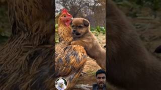 Cute Puppy and hen loves 💞 Respect 💯 funnydog shortvideo dog [upl. by Eile640]