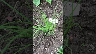 Garlic chives I grew from seed [upl. by Mistrot]