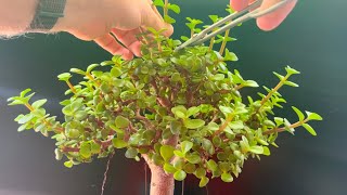 Detail Pruning My OG Dwarf Jade Bonsai Portulacaria Afra [upl. by Alejna]