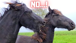 The ultimate herd behavior of the Friesian horses And how do I recognize them [upl. by Carnes]