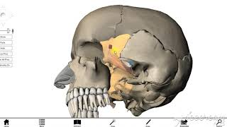 Lateral pterygoid muscle 2 [upl. by Iem]