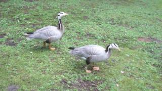 hissing Barheaded Goose by Ani Male [upl. by Cordeelia]