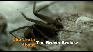 The Truth about the Brown Recluse [upl. by Yreffej]