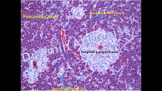 Practical Histology Pancreas أنسجة عملي غدة البنكرياس [upl. by Diena]