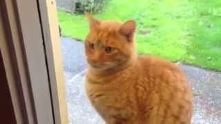 Cat Rings Doorbell [upl. by Eob]