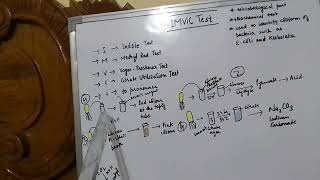 IMViC test general microbiology [upl. by Tiphanie]