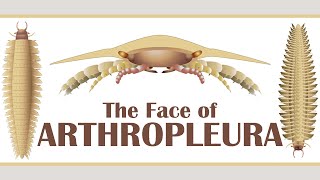 The Face of Arthropleura [upl. by Alessandra]