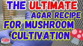 The Ultimate Agar Recipe For Mushroom Cultivation🍄 MEAmushroom farmer mycology fungi farm [upl. by Horacio]