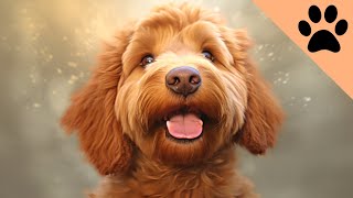 Pros and Cons of Goldendoodles [upl. by Polky]