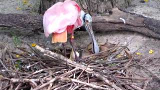 Roseate Spoonbill and Egg [upl. by Edee114]