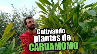 Cultivando plantas de Cardamomo Elettaria cardamomum 🌱 [upl. by Ailisec]