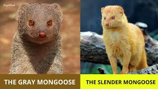 Mongoose 101  Interesting Facts about Mongooses [upl. by Hesler]