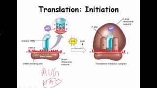 16 Translation protein biosynthesis [upl. by Ollehto277]