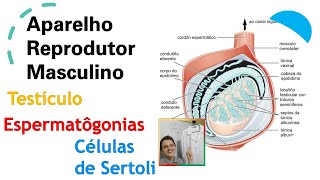 Testículo  Espermatogônias e Células de Sertoli Aula 02  Curso de Embriologia [upl. by Wennerholn]