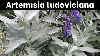 Artemisia ludoviciana  Introduction amp Growing Info [upl. by Rialb]