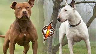 PITBULL vs BULL TERRIER  Who Would Win in a Fight Who is Stronger [upl. by Clymer]