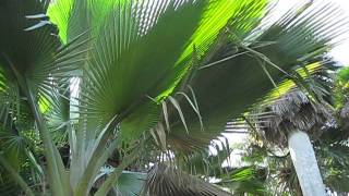 Copernicia fallaensis Palm at Fairchild Tropical Gardens [upl. by Adahs]