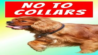 Should a Cavalier King Charles Spaniel Wear a Collar Why Harnesses Are Safer [upl. by Nerta358]