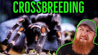 Can You Crossbreed Tarantulas amp More Tarantula Questions ANSWERED [upl. by Southworth]